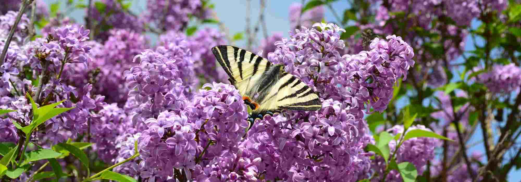 Purple lilac: the best varieties