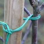 How to stake a fruit tree?