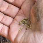 How to know if old seeds are still good for planting?