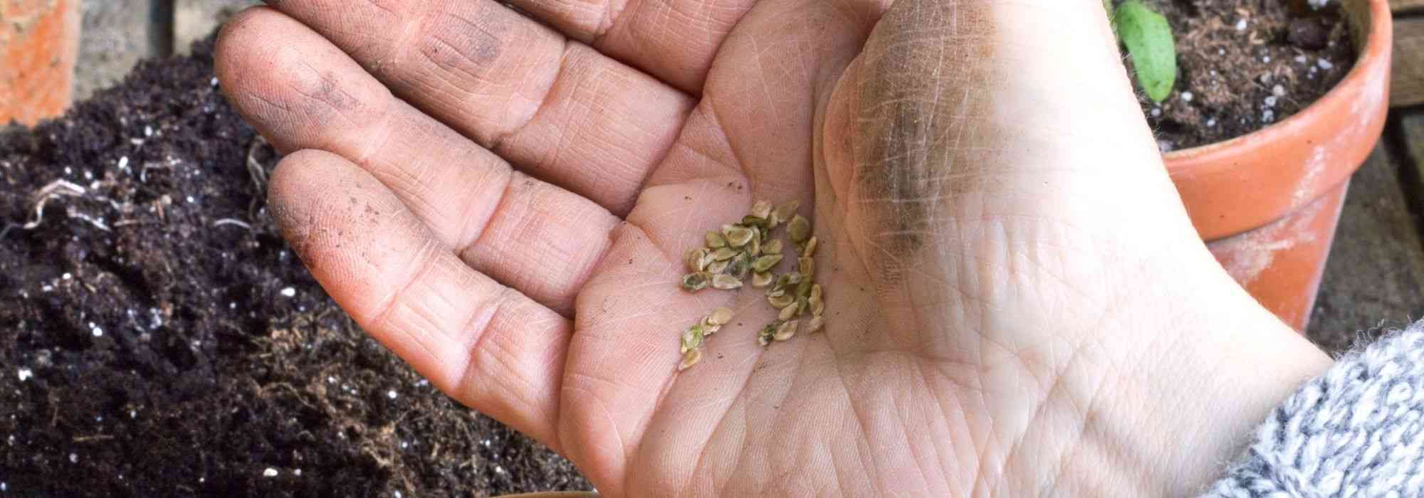 How to know if old seeds are still good for planting?