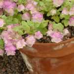 7 perennials to grow in pots on a south-facing balcony