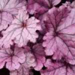 7 Stunning Purple-Leafed Perennials