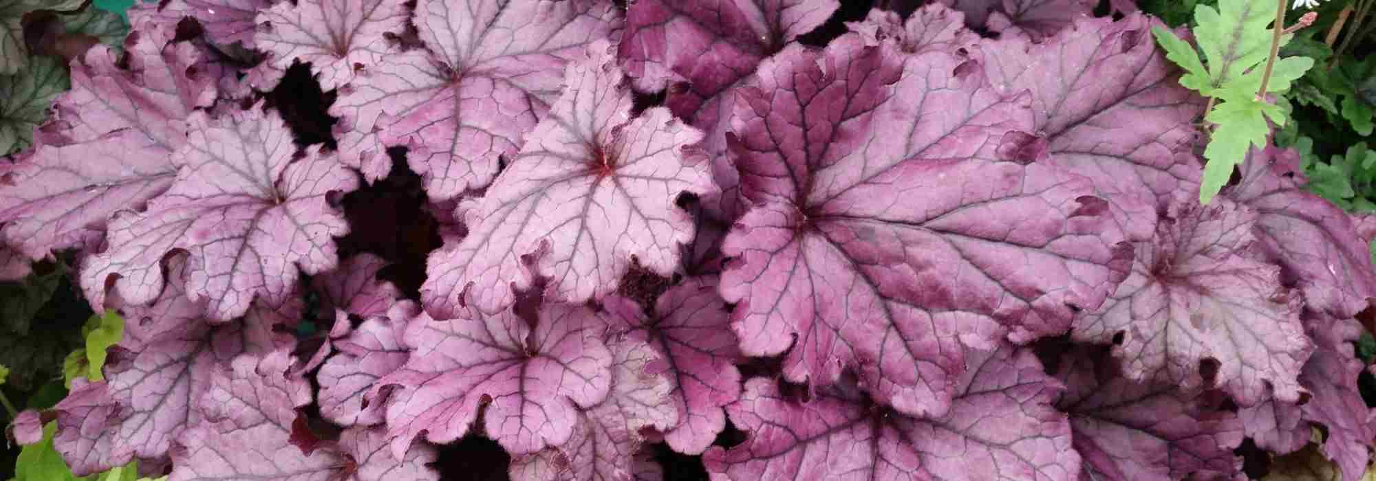 7 Stunning Purple-Leafed Perennials
