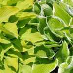 10 stunning perennials with golden or yellow foliage