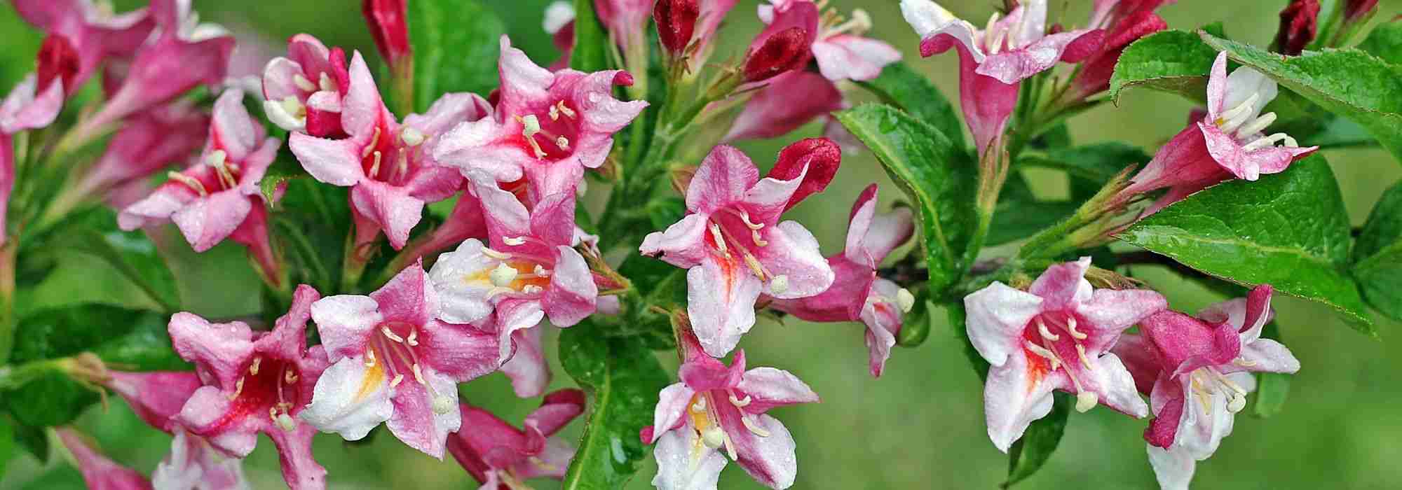 10 Easy-to-Sow Bushes