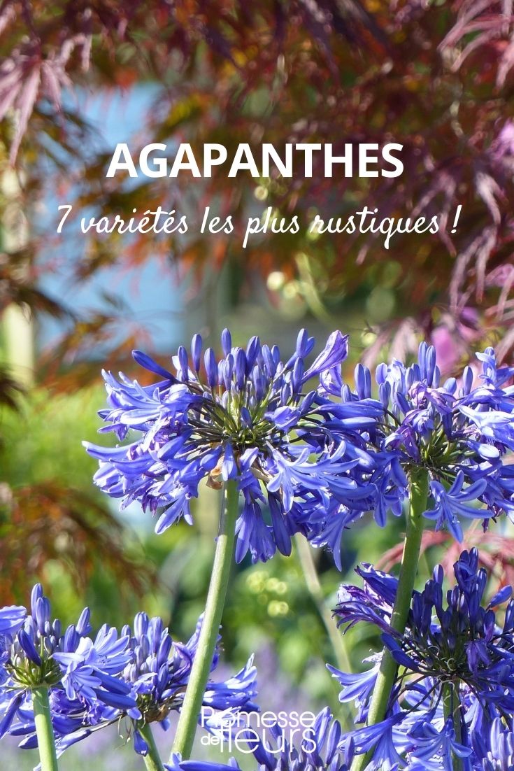 7 Hardy Agapanthus