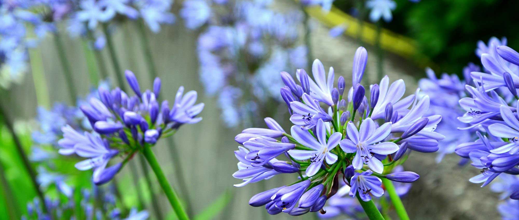 Agapanthus: the 7 hardiest varieties