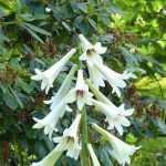 7 rare and unique bulbs