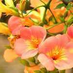 Choosing a trumpet vine
