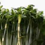 Watercress: sowing, growing, harvesting