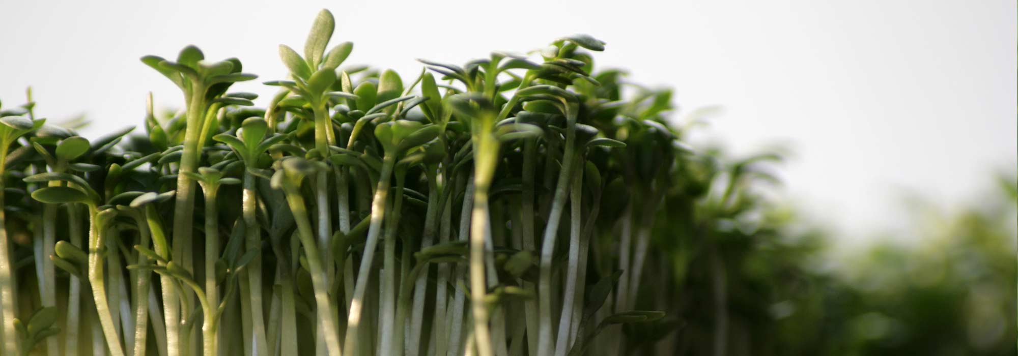 Watercress: sowing, growing, harvesting