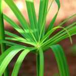 Growing a papyrus in a pot