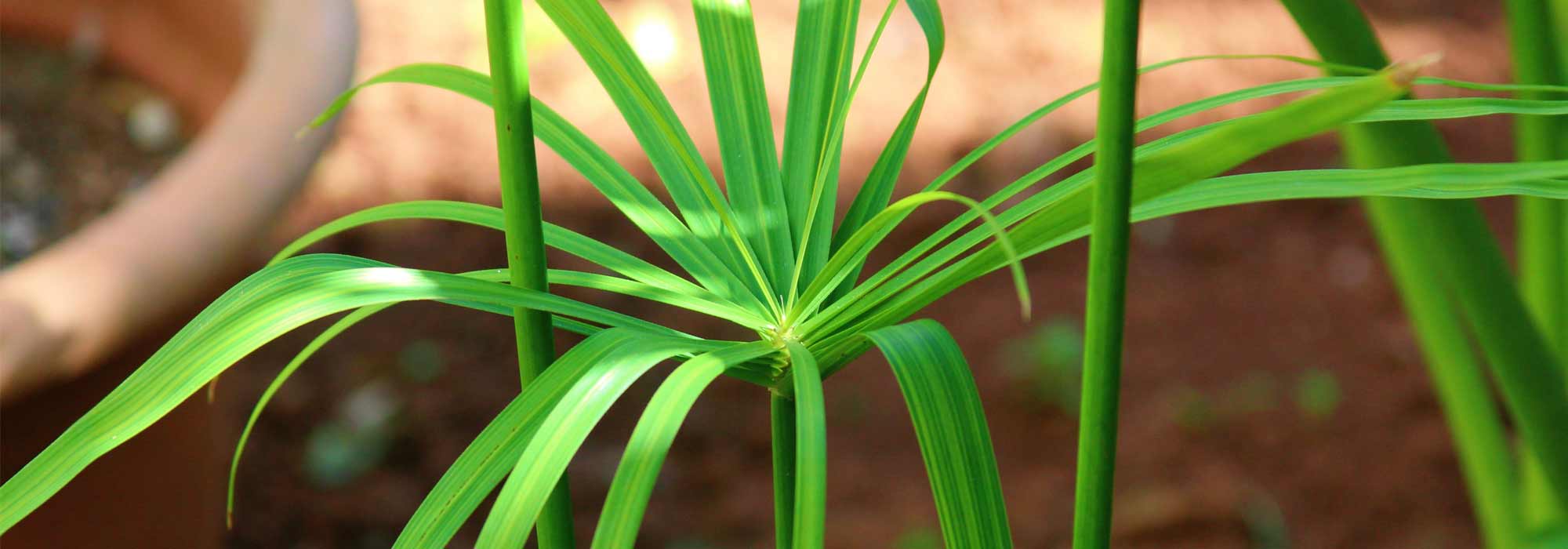 Growing a papyrus in a pot
