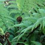Dicksonia: planting, cultivation, and care