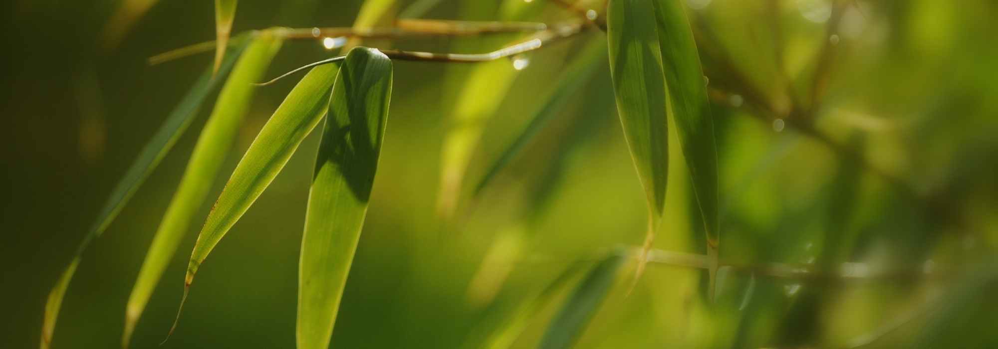 Bamboo, Fargesia: planting and care