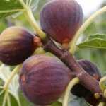 Biferous or unifera fig tree: what are the differences?