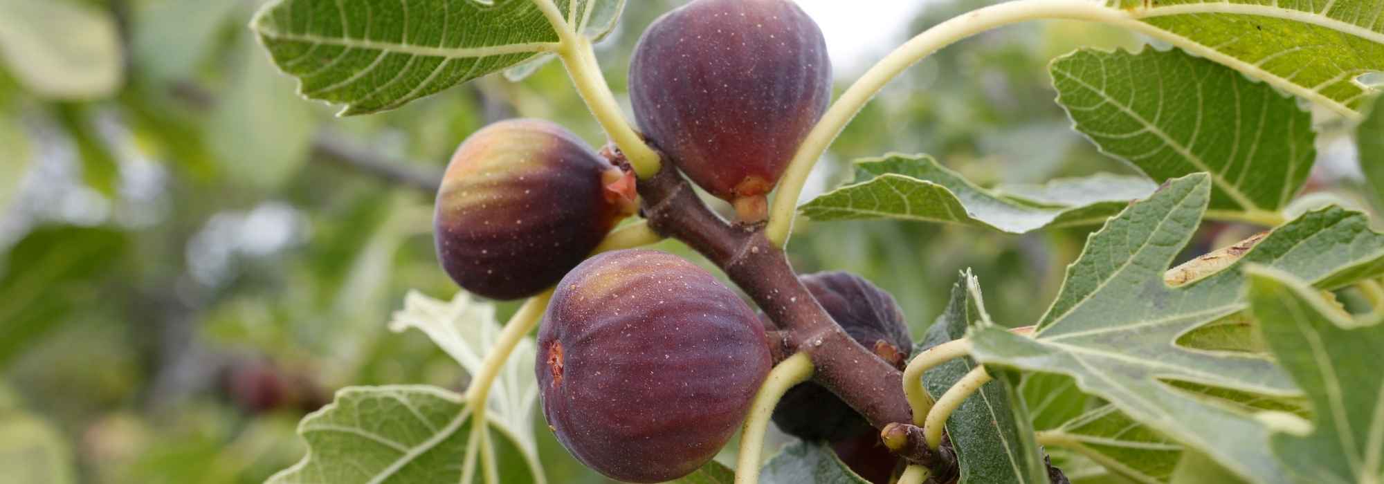 Biferous or unifera fig tree: what are the differences?