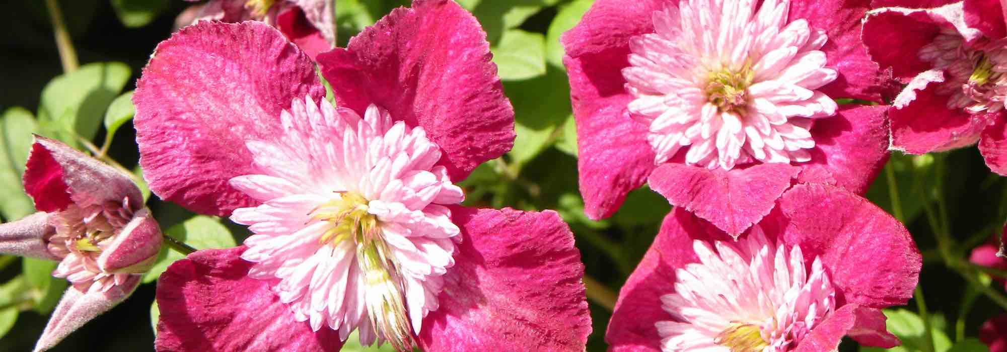 7 ideal Clematis for pots