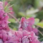 7 pink viticella clematis to plant in the garden!