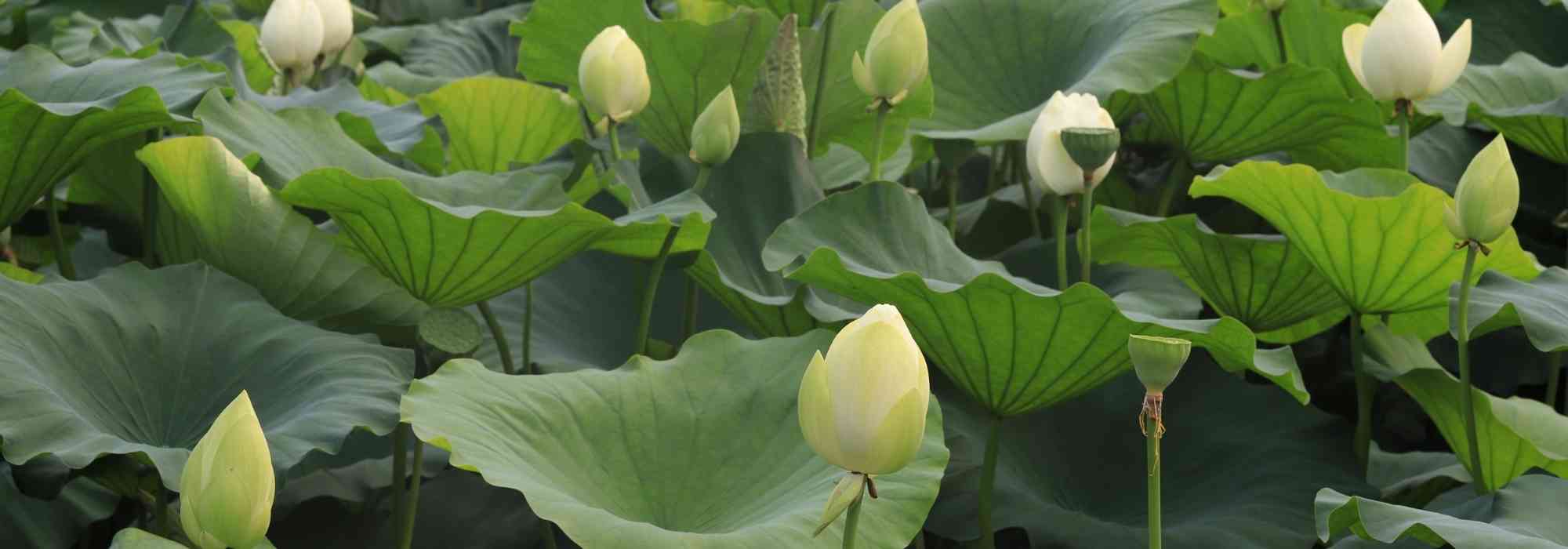 Wintering of pond plants