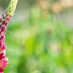 Lupins: 6 pairing ideas