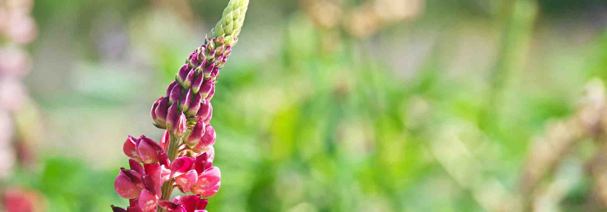 Lupins: 6 pairing ideas