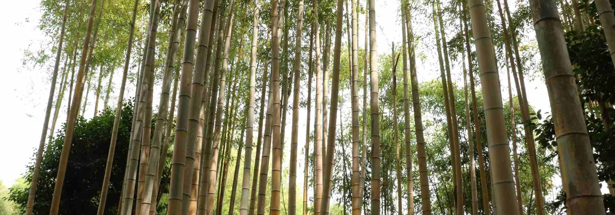 Phyllostachys: planting, growing