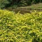 Pleioblastus, dwarf bamboo: planting, cultivation