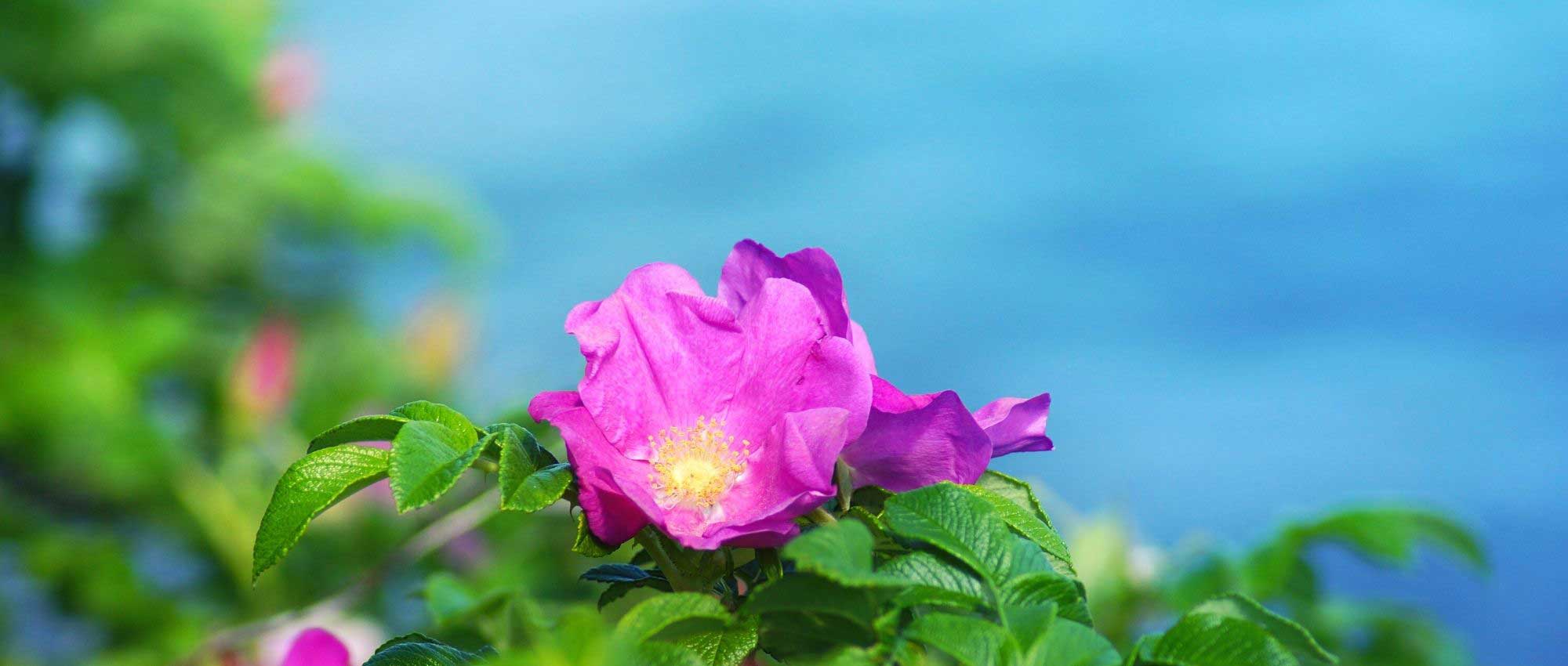 The best roses for Mediterranean climate