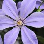 7 viticella clematis in blue mauve to plant in the garden!