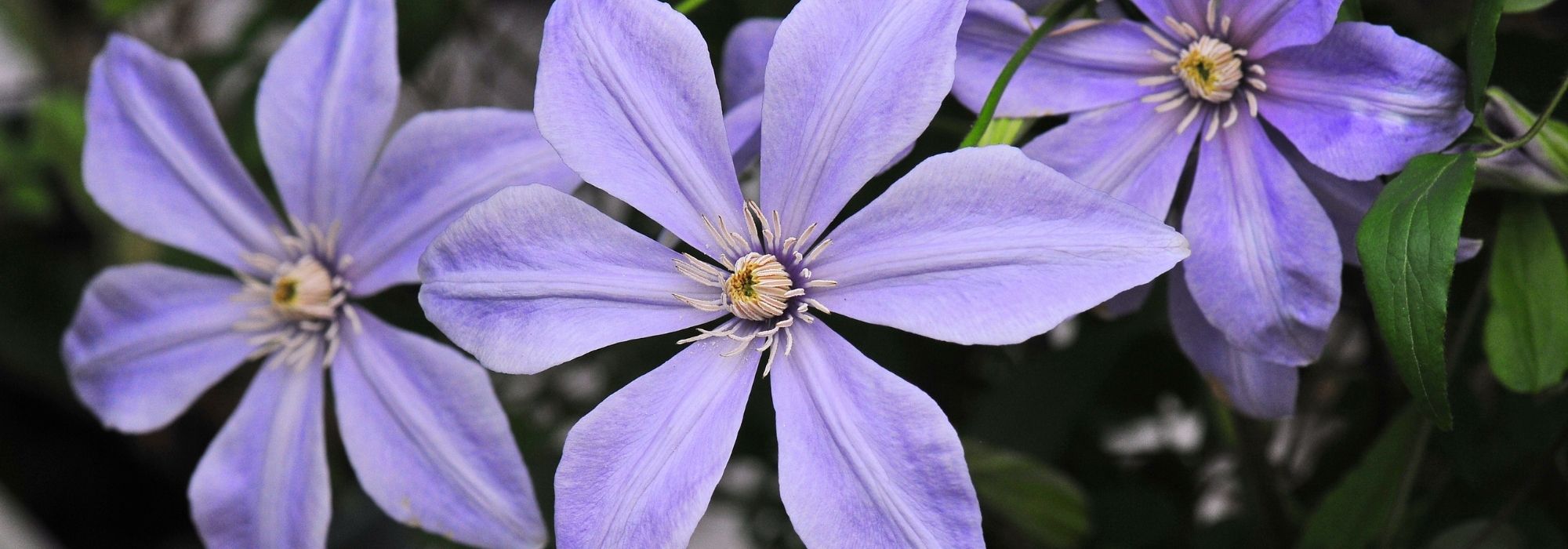7 viticella clematis in blue mauve to plant in the garden!