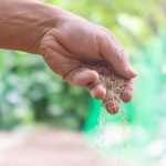 Broadcast sowing: the successful method