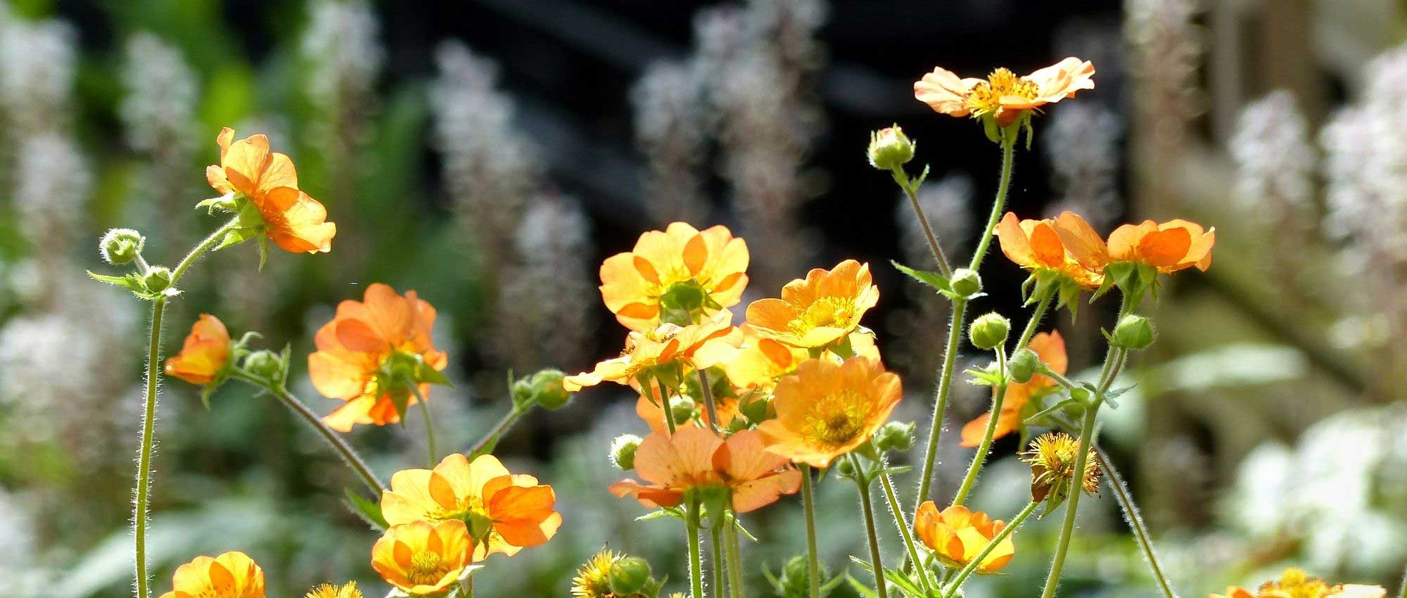 10 perennial plants with early summer flowering