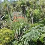 How to design a tropical garden?