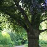 How to calculate the age of a tree without cutting it down?