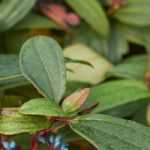 Evergreen bushes for shade