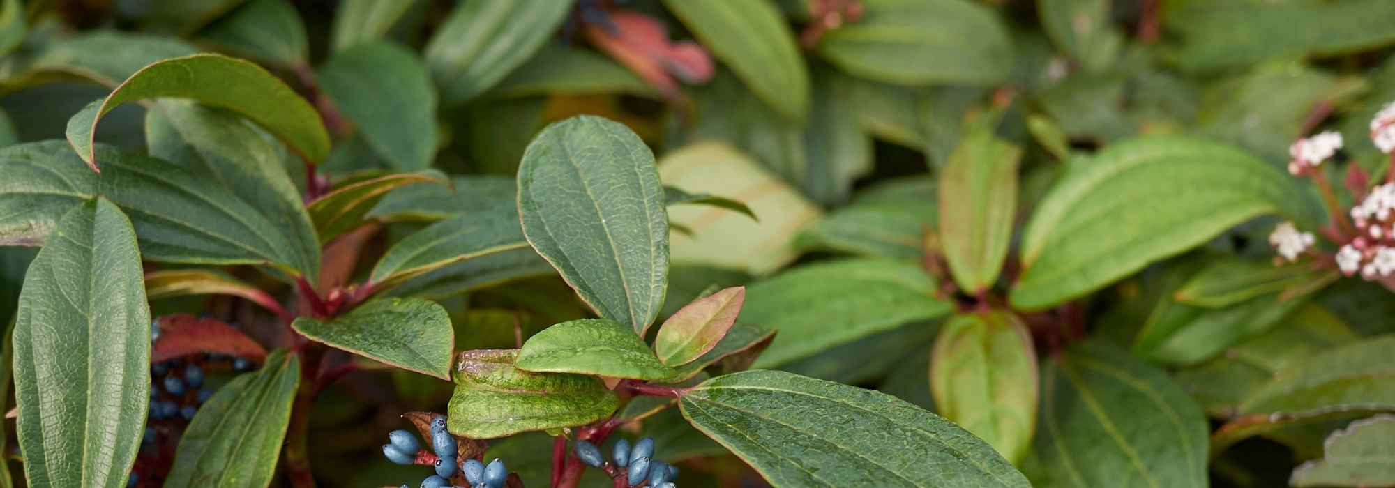 Evergreen bushes for shade
