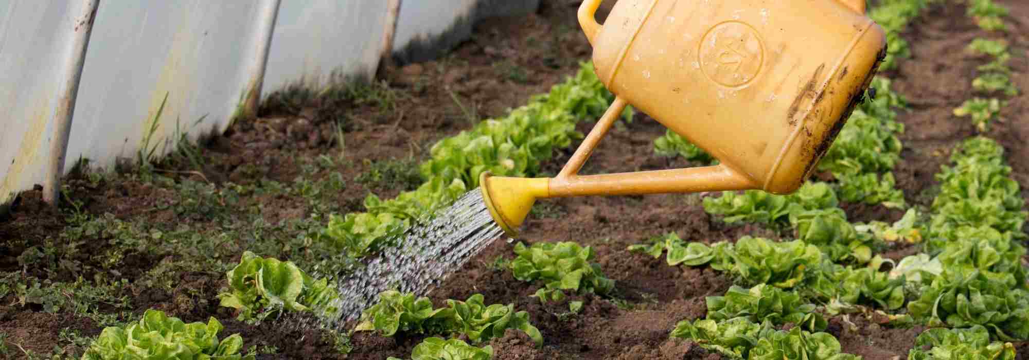 How to manage watering in a greenhouse?