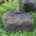 What is root pruning before transplantation?