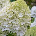 Choosing a Hydrangea paniculata