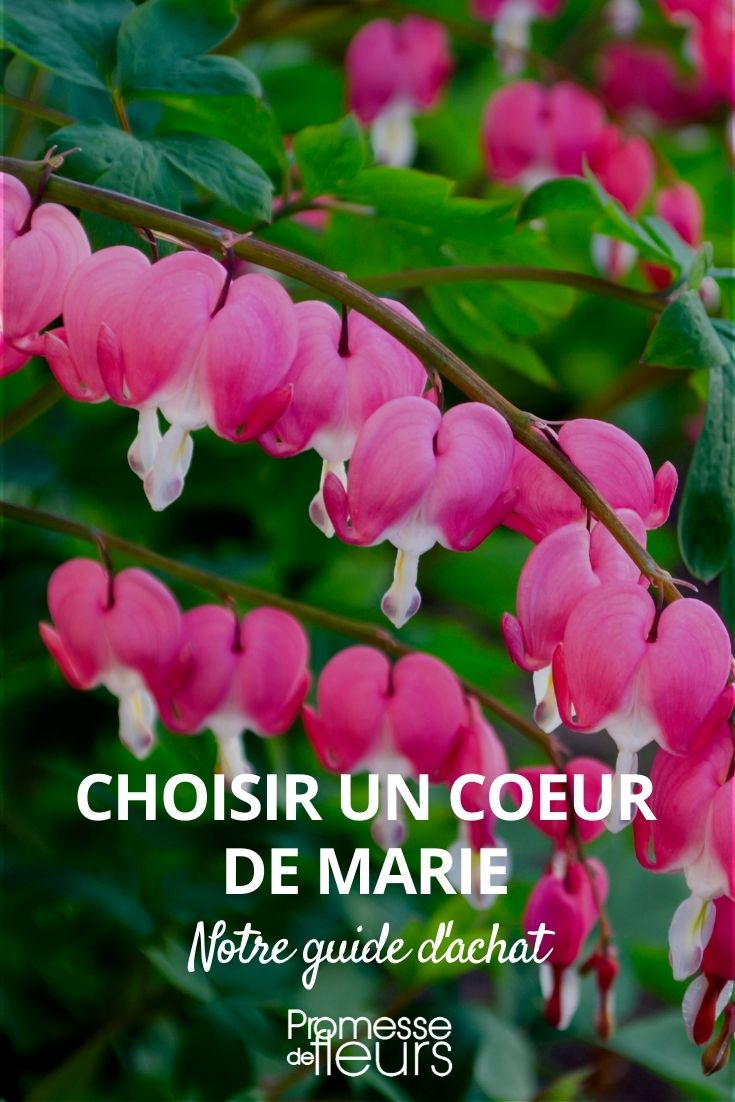 Choose a Bleeding Heart or Dicentra