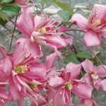 Clematis montana: the 10 best varieties