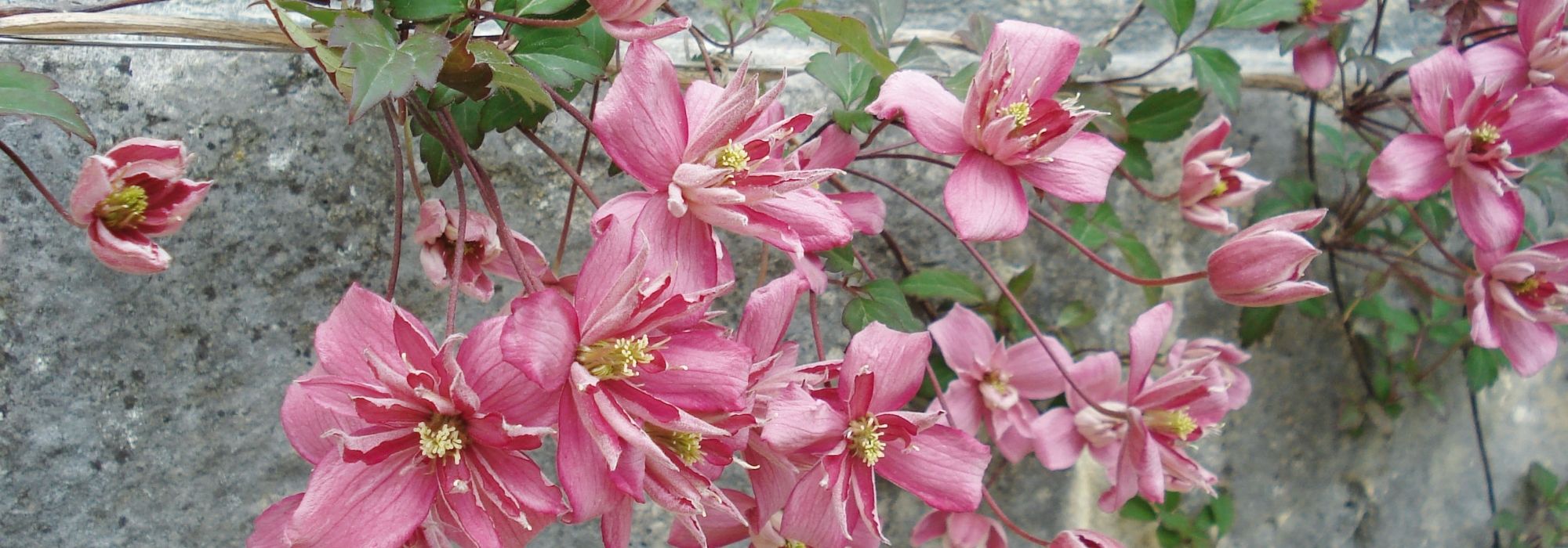 Clematis montana: the 10 best varieties