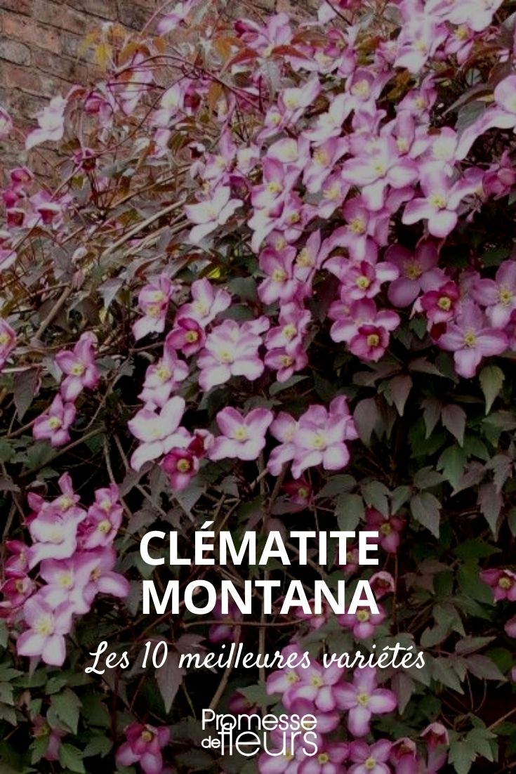 Selection of 10 Clematis montana