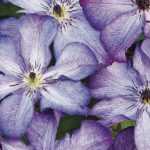 7 violet viticella clematis to plant in the garden!