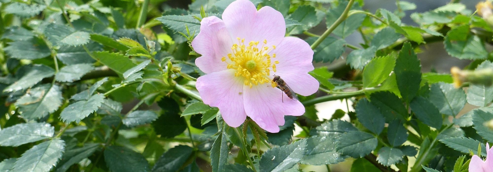 How to make rosehip jam? From picking to the recipe