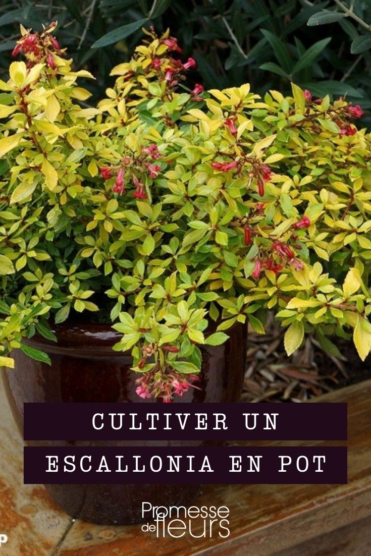 potted escallonia