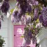Flourishing an entrance with climbing plants