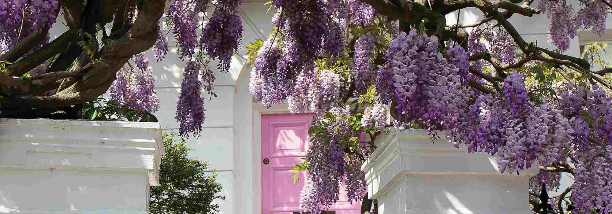 Flourishing an entrance with climbing plants