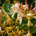 5 climbing plants to grow in pots on a north-facing balcony